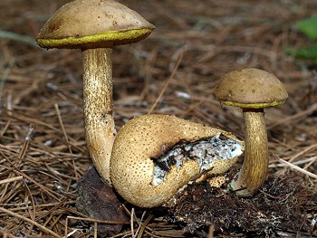 Boletus parasiticus