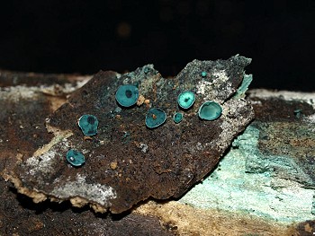 Chlorociboria aeruginascen