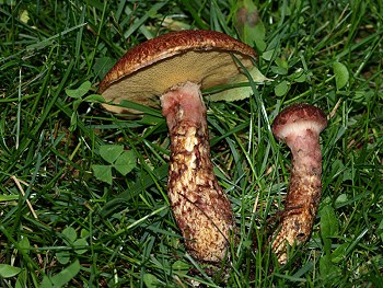 Suillus spragueii