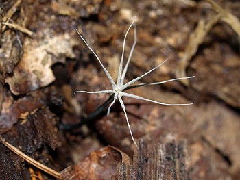 Xylaria tentaculata
