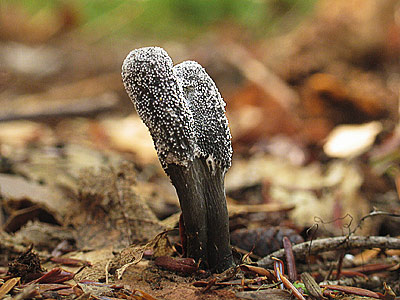 Cordyceps omphioglossoides
