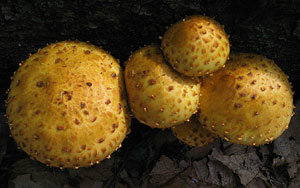 Pholiota squamosa