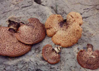 Polyporus squamosus