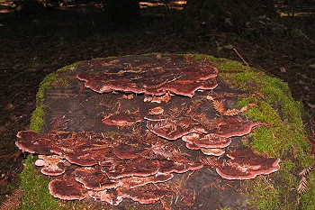 Fomitopsis cajenderi