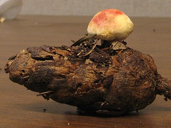 Russula sp.
