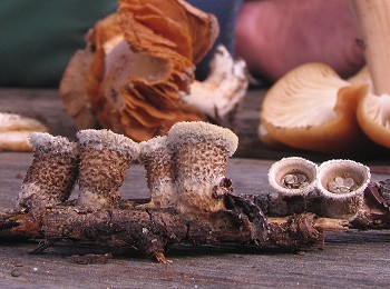 Nidula niveotomentosa