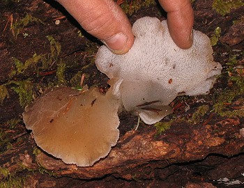 Pseudohydnum gelatinosum