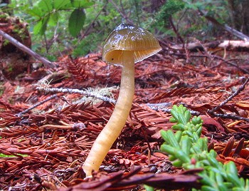 Hygrocybe�psittacina