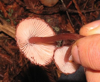 Mycena sp.