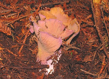 Gomphus clavatus