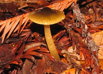 Hygrocybe�psittacina