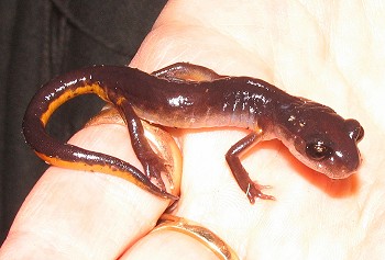 Salamander