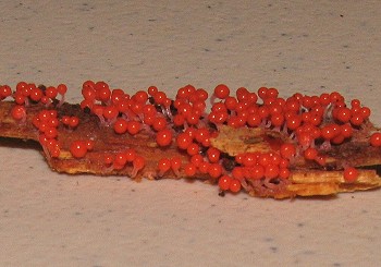 Hemitricia calyculata?