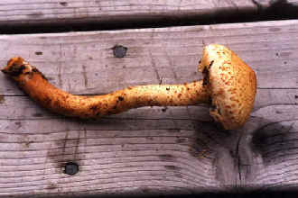 Pholiota (?)