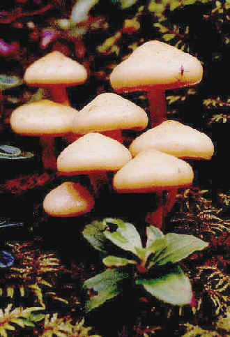 Growing on Wood