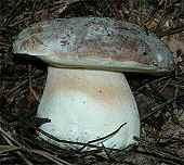 Boletus Aereus