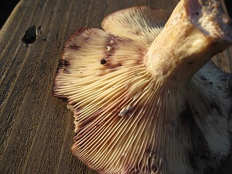 Lactarius uvidus