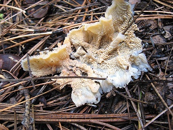  Merulius (Phlebia) tremelosus