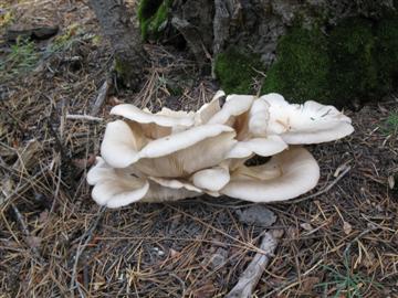 Pleurotus ostreatus