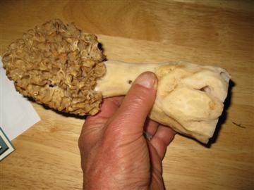 Morchella cassipes