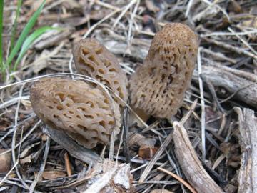 Light Morchella elata