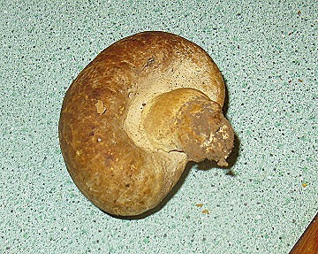 Endoptychum depressum