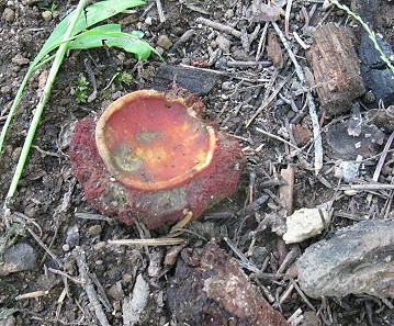 Gastroboletus vividus?