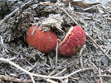 Gastroboletus vividus?