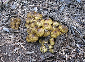 Pholiota squarrosa