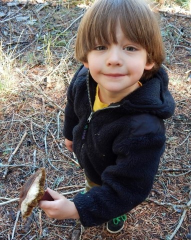 Ash with a possible Boletus badius