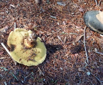 A very large Suillus upturned