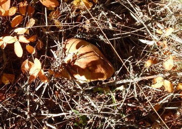 Boletus edulis in bush (Porcini)