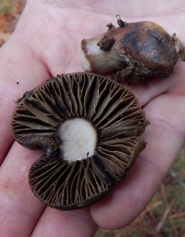 Hygrophorus?