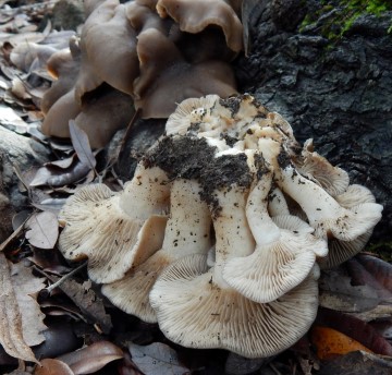 Unidentified clump from a tree