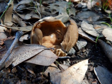 Helvella acetabulum