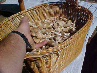 A basketful