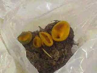 Caloscypha fulgens