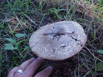 Agaricus perobscurus