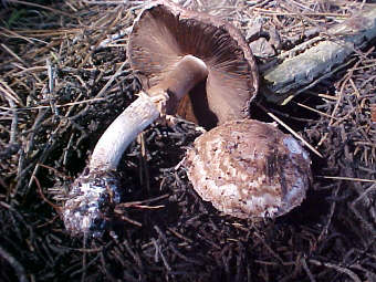 Agaricus�fuscofribrillosus