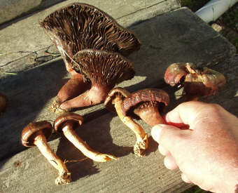 Chroogomphus rutilus